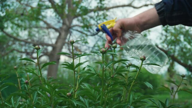 Hand holding spray bottle watering green plants in garden, showcasing the nurturing process of plant care with vibrant foliage and natural background