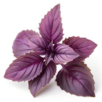 Fresh sprig of purple basil isolated on white background