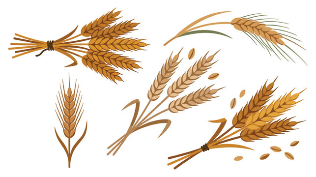 Golden wheat stalks and grains for harvest and agriculture.