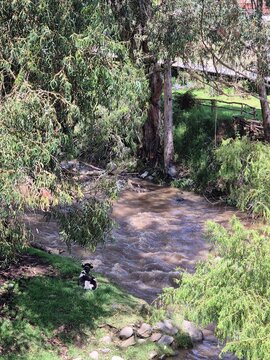 Black and white cow laying beside a small roaring river