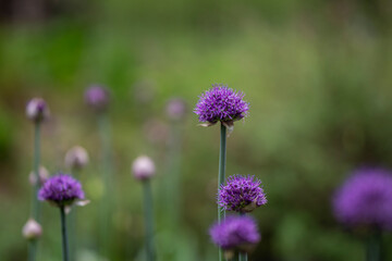 Fototapeta premium Like tiny violet lanterns floating above the garden, the alliums sway gently in the evening air. Purple Allium stipitatum 'Violet Beauty' blooming in a garden. 