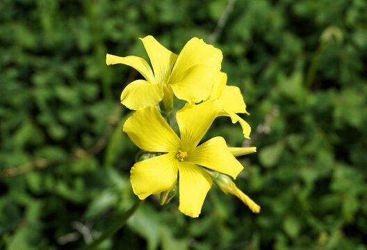 Macro photography close up of an Oxalis pes-caprae flower (African wood-sorrel, Bermuda buttercup, Bermuda sorrel, buttercup oxalis, Cape sorrel) with bright yellow petals