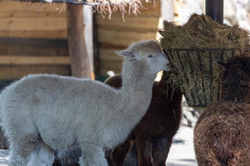 Naklejka premium A Group of Adorable Alpacas Enjoying Fresh Hay from a Rustic Feeder in a Peaceful Pasture
