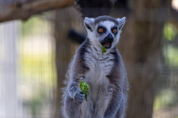 Fototapeta premium Curious lemur joyfully munching on a fresh piece of broccoli in a lush, green environment.