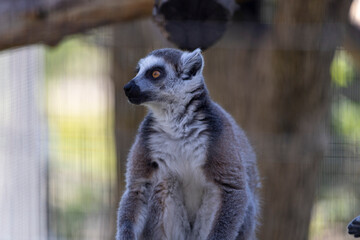 Fototapeta premium Curious lemur perched gracefully on a tree branch, surrounded by lush greenery and vibrant jungle foliage.