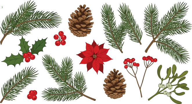 Christmas Winter Botanical Vector Element Set Featuring Fir Branches, Pine Cones, Poinsettia Flower, Holly Leaves, Red Berries, and Mistletoe for Holiday Designs