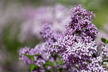 Fototapeta premium Beautiful blooming lilac tree. Background of blooming lilac.