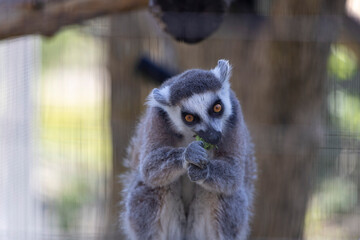 Fototapeta premium Playful lemur enjoying a tasty snack while perched on its cage, showcasing its unique features and vibrant fur.