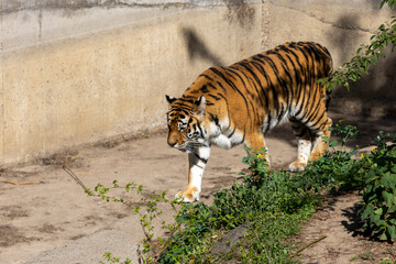 Fototapeta premium Majestic tiger gracefully walking through its zoo enclosure, showcasing its striking colors and powerful presence.