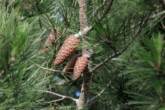 Pine cones growing on evergreen tree branch in forest