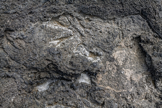 Pāhoehoe Lava flows, Alkalic basalt, Hualalai Volcanics (Shield volcano). Wawaloli Beach Park, Kailua-Kona, Island of Hawaii (Big Island). Salt weathering (haloclasty). Tafoni. Honeycomb weathering