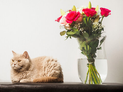 Chubby British shorthair cat rests beside a vase of roses. Fragrant blooms include pink and red roses with greenery. Nature beautiful creatures concept. Pet planning potential attack on the bouquet.