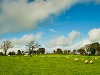 Obraz premium Vast green pasture under a vivid blue sky. Scattered wool sheep graze peacefully across the field. Clouds drift lazily, casting soft shadows. Trees dot the horizon, adding depth to the scene