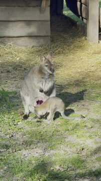 Cute baby joey looking into mother's pouch while female wallaby feeding her cub outdoors