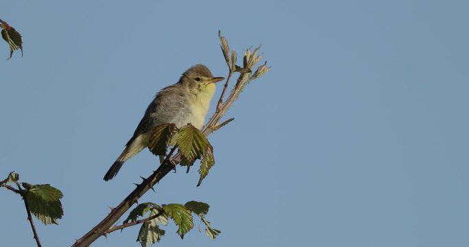 Melodious warbler (Hippolais polyglotta) performing its spring song on a blackberry branch facing left.
