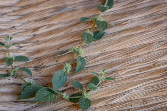 Minthostachys mollis, conocida com&uacute;nmente como mu&ntilde;a, planta medicinal andina