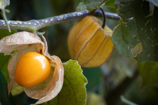 Aguaymanto maduro, (Physalis peruviana L.) fruto de una planta herb&aacute;cea con origen en los Andes peruanos