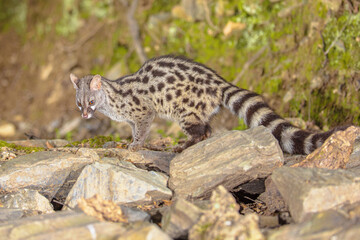 Obraz premium Common Genet in dark forest