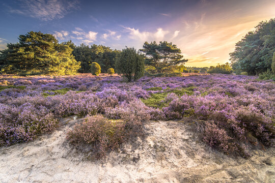 Blooming Heather at Sunset on Terhorsterzand, Dwingelderveld, Netherlands