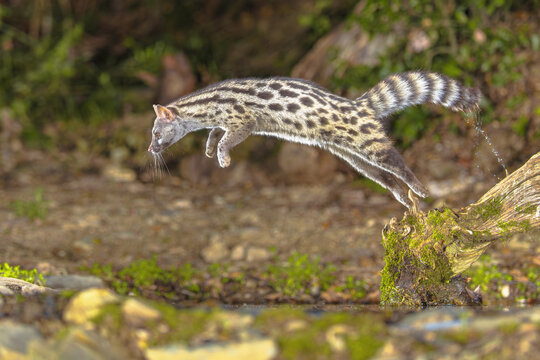 Common Genet in dark forest