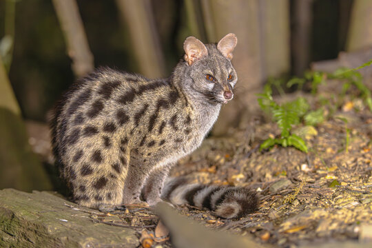 Common Genet in mediterranean forest at night