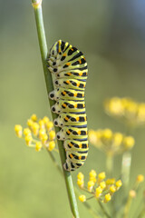Swallowtail Butterfly Caterpillar on Fennel Stem, Drenthe, Netherlands © creativenature.nl