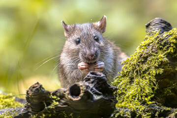 Wild Brown Rat Feeding on Mossy Log, Drenthe, Netherlands © creativenature.nl