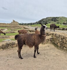 Brown llama centered with more llamas and ruins in background © soudie23