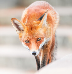 Fototapeta premium red fox portrait