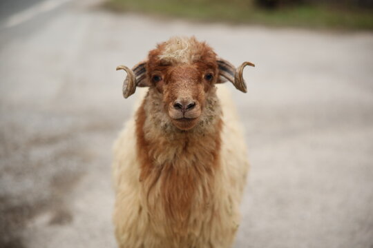Portrait of a horned brown ram prepared for the Eid al-Adha sacrifice in a livestock market. Kurban