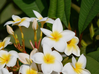 Fototapeta premium White Plumeria Flowers in Tropical Garden, Spa and Wellness Background