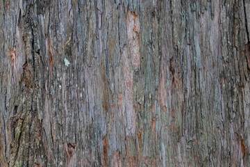 Fototapeta premium etail of fissured tree bark with gray and brown tones. Natural texture ideal for design, architecture and organic backgrounds.