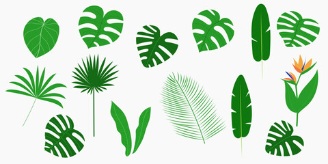 Bird of paradise or crane flower (Strelitzia reginae), ornamental plant, manstera leaf, banana leaf isolated, palm leaf. Hand drawn set botanical vector illustration © Cibula