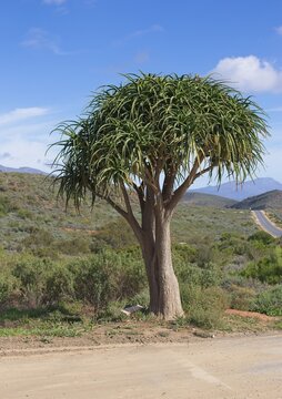 Tree Aloe (Aloe barberae) growing along the R62, outside Barrydale, Little Karoo, South Africa.