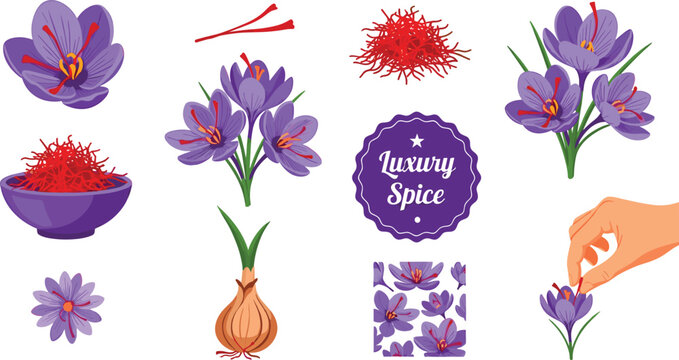Vector set of saffron crocus flowers and spice elements including stigmas, threads, bulbs, hand-picking illustration, and luxury spice label for digital design