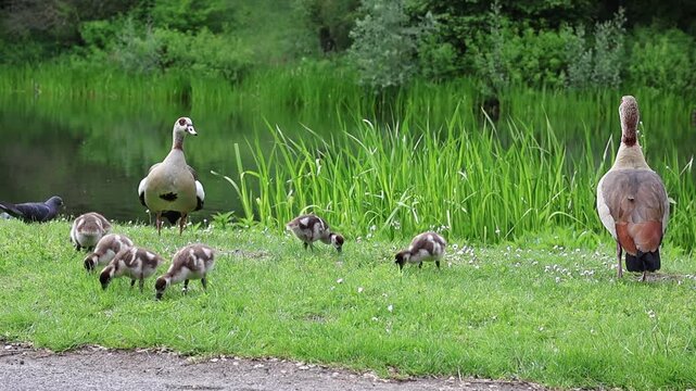 Family of Egyptian geese with goslings walking and feeding on green grass near a calm lake surrounded by lush vegetation. 