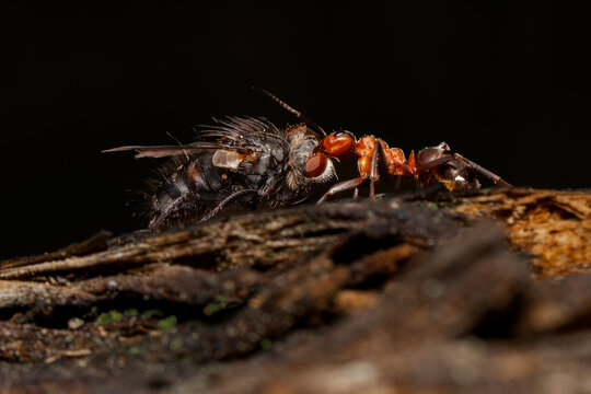 Extreme macro of red ant confronting captured fly on decaying wood with dark black background, dramatic predator prey interaction and detailed insect behavior in nature.