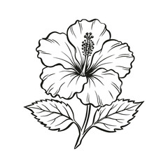Obraz premium Beautiful black and white hibiscus flower with leaves isolated design