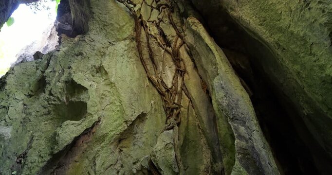 Low-angle tilt-up within narrow limestone canyon reveals scenic tree roots creeping across rugged rock faces of Shilin Stone Forest. Woody roots of lithophytic plants climb ancient karst walls