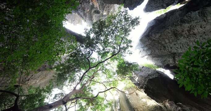 Tree crown with vibrant green leaves fills opening between towering limestone formations at Shilin Stone Forest. Looking up, camera spins in nadir perspective as daylight filters through green leaves.