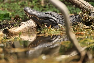 Obraz premium American Alligator with Reflection in Calm Waters 
