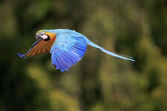 Blue and yellow macaw (Ara ararauna), adult, flying, parrot, Brazil