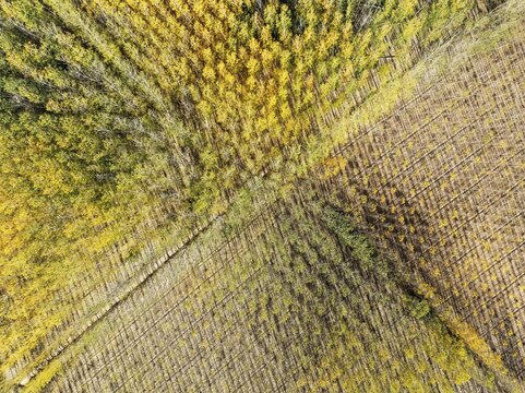 European Aspen (Populus tremula) in autumnal colours. Cultivated for timber. Aerial view. Drone shot. Granada province, Andalusia, Spain