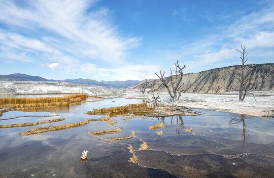 Dead trees on sinter terraces, hot springs, orange mineral deposits, Palette Springs, Upper Terraces, Mammoth Hot Springs, Yellowstone National Park, Wyoming, USA