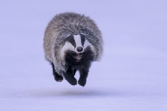 European badger (Meles meles), running in a snowy landscape, Swabian Alb biosphere reserve, Baden-W&uuml;rttemberg, Germany