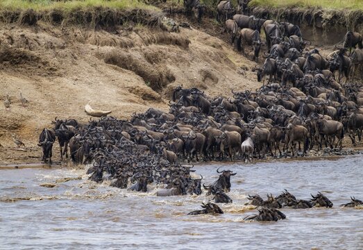 Wildebeest (Connochaetes taurinus) running and swimming in the river, river crossing at the Mara River, Great Migration, Serengeti National Park, Tanzania