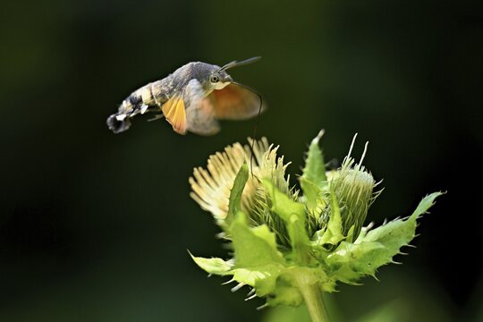Dove's tail (Macroglossum stellatarum), flies on the flower of cabbage thistle (Cirsium oleraceum), Meienberg, Canton Aargau, Switzerland