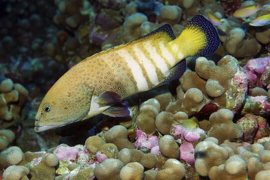 Peacock (Porites) grouper (Cephalopholis argus), swimming over hard coral Andaman Sea, Mu Ko Similan National Park, Similan Islands, Phang Nga Province, Thailand