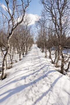 Way through a forest, winter landscape at the lake M&yacute;vatn, Northern Iceland, Iceland
