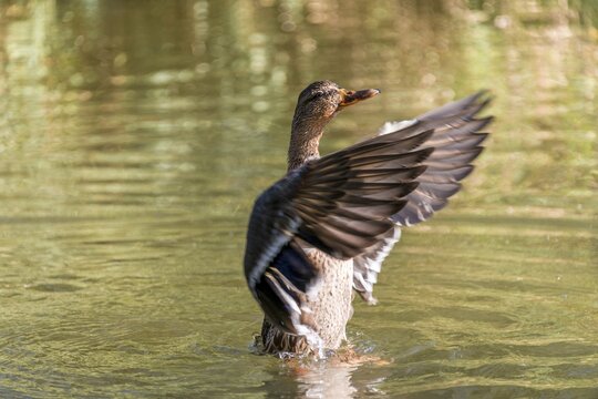 Female mallard (Anas platyrhynchos) in water, flapping wings, Alaksen National Wildlife Area, British Columbia, Canada
